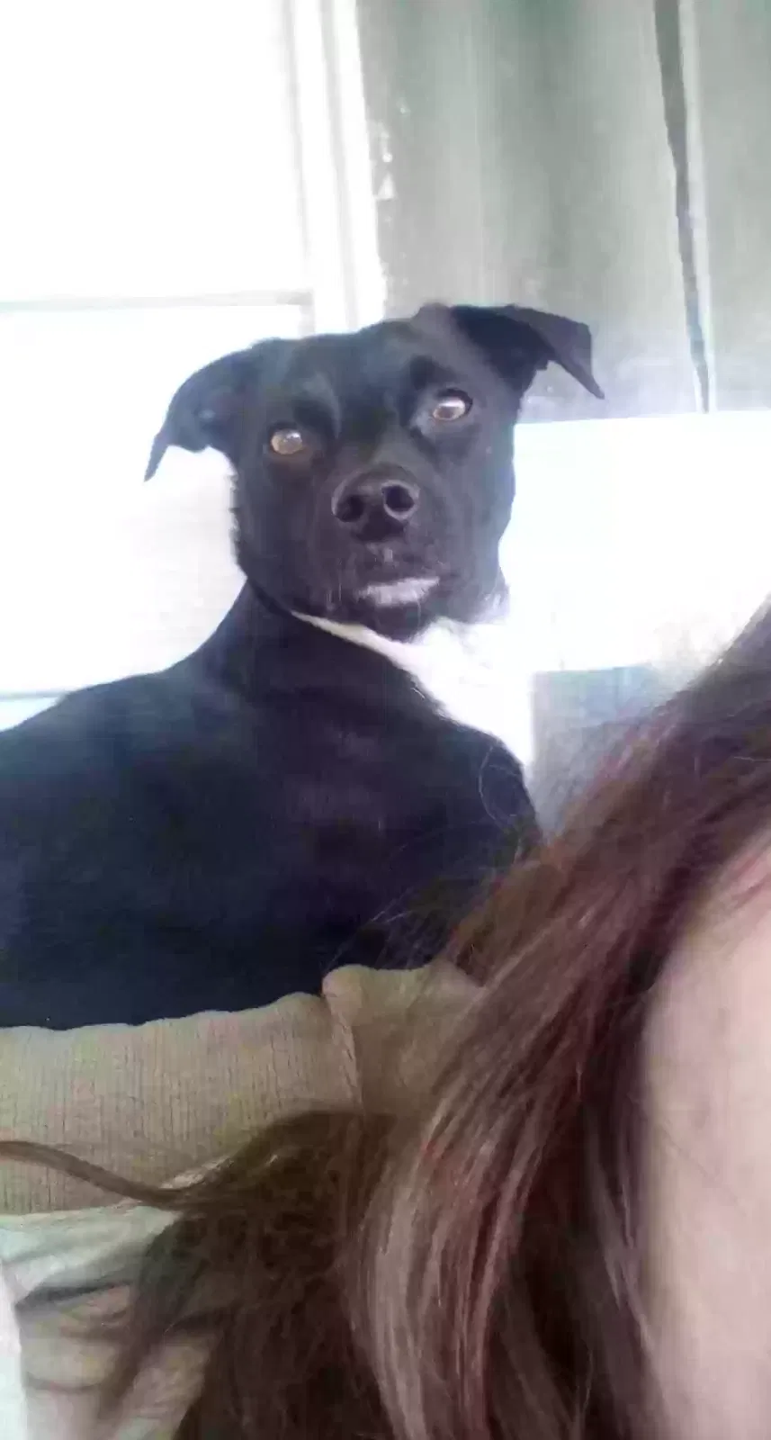 Lost dog in Maricopa, CA, 93252