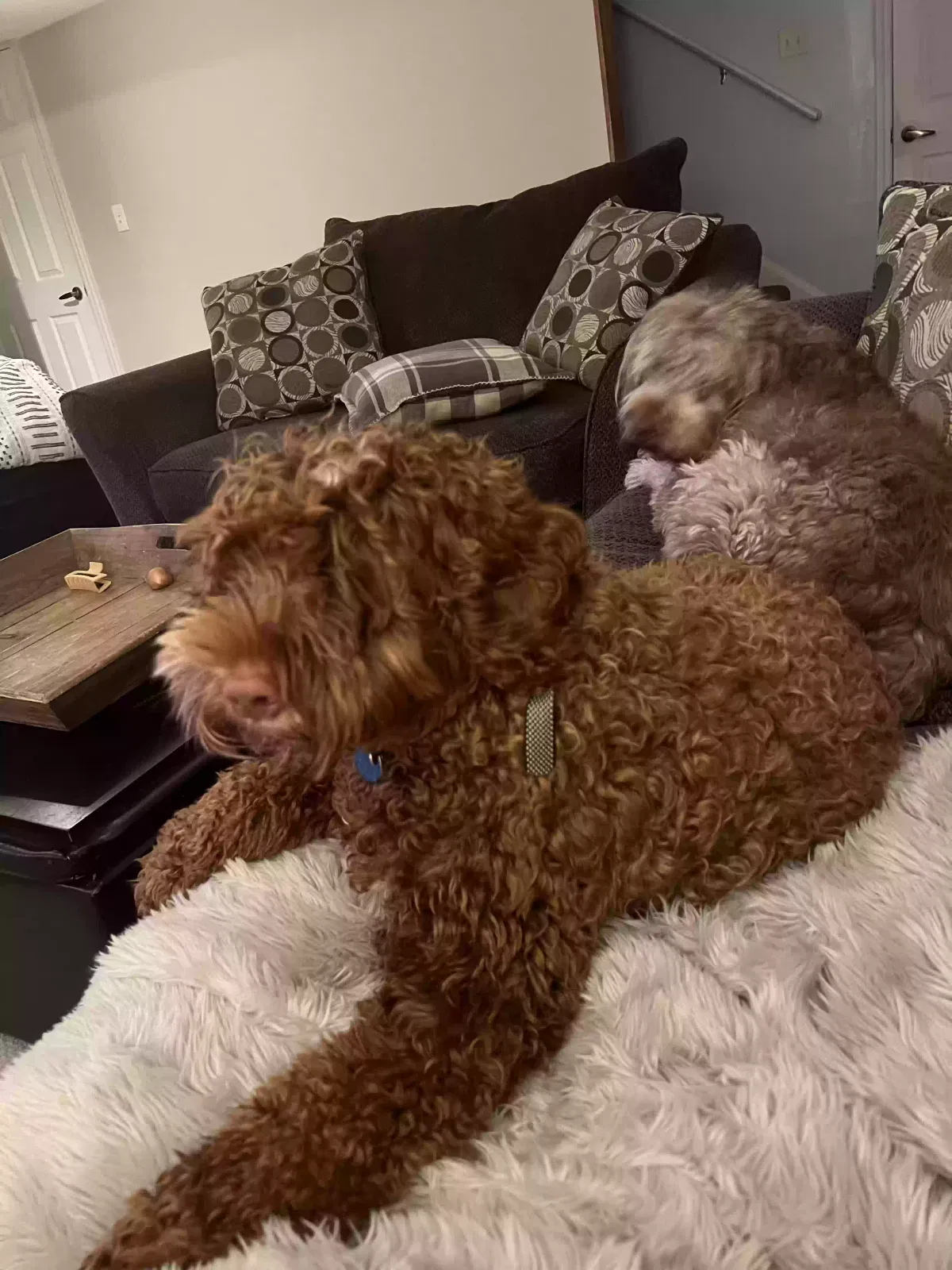 Lost dog in Canonsburg, PA, 15317