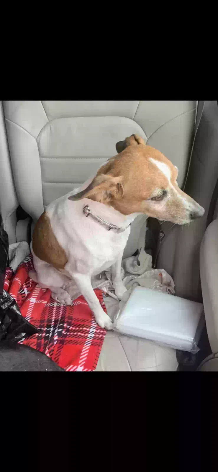 Lost dog in Scott, LA, 70583