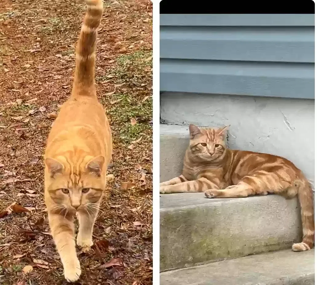 Lost cat in Castle Hayne, NC, 28429