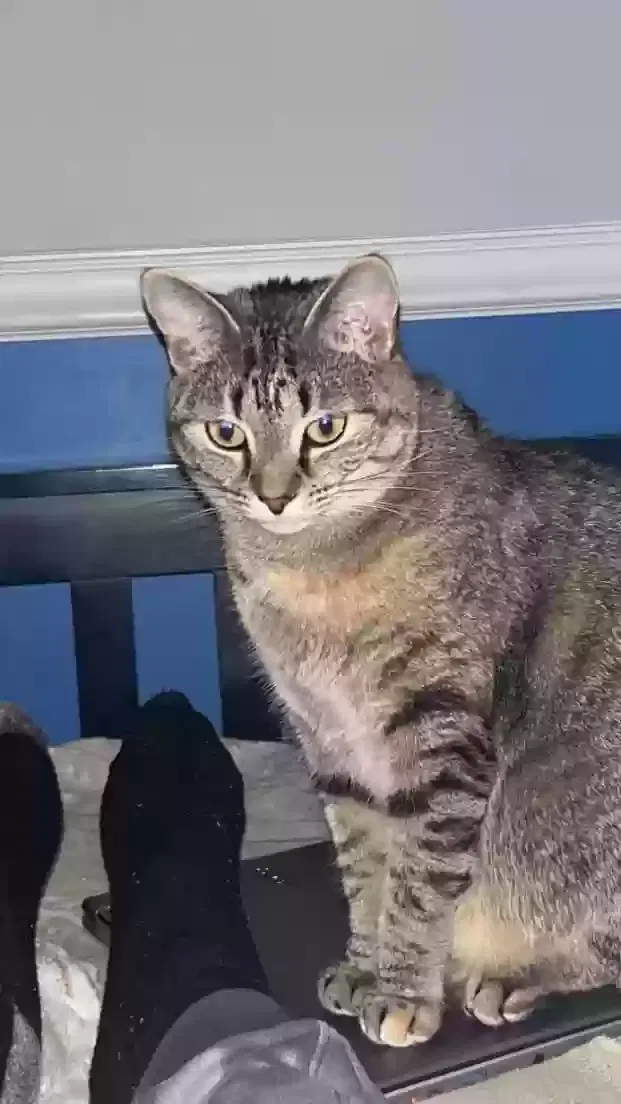 Lost cat in Raeford, NC, 28376
