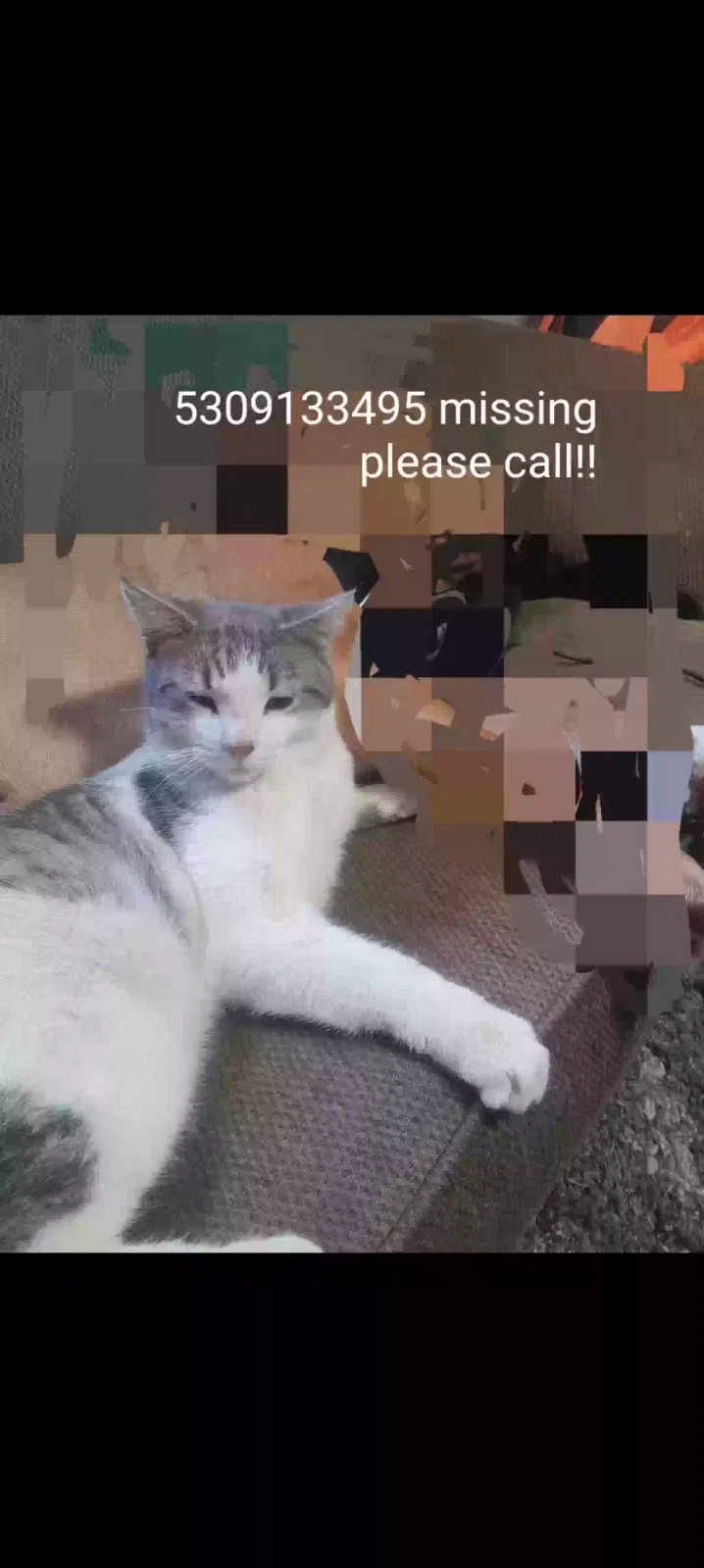 Lost cat in Camptonville, CA, 95922