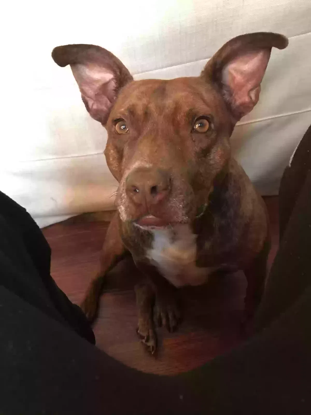Lost dog in Charlotte, NC, 28216