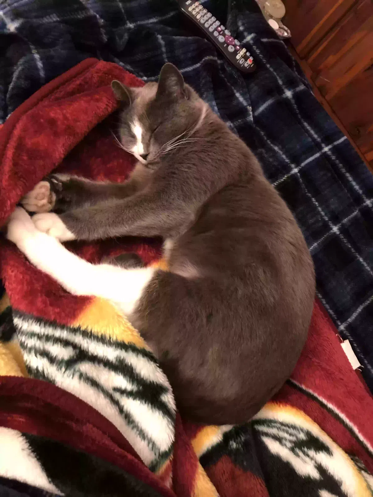 Lost cat in Henrico, VA, 23231