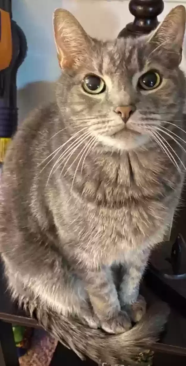 Lost cat in Philadelphia, PA, 19114