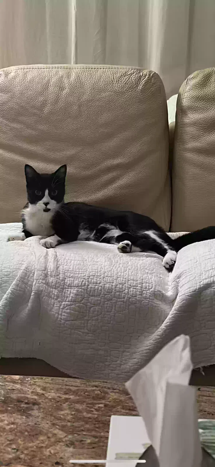 Lost cat in Houston, TX, 77056