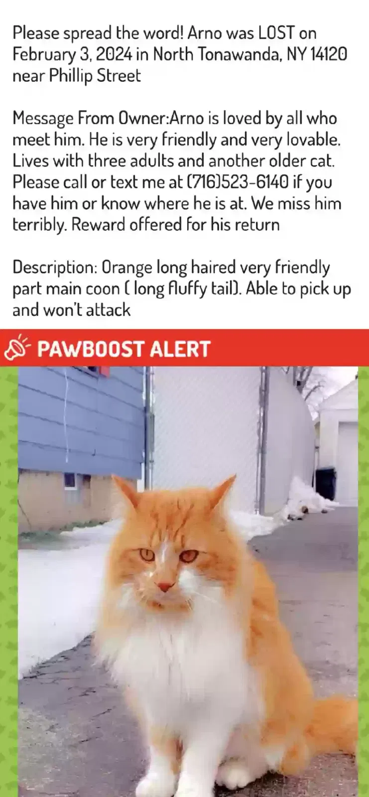 Lost cat in North Tonawanda, NY, 14120