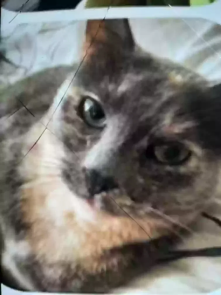 Lost cat in Deltona, FL, 32725
