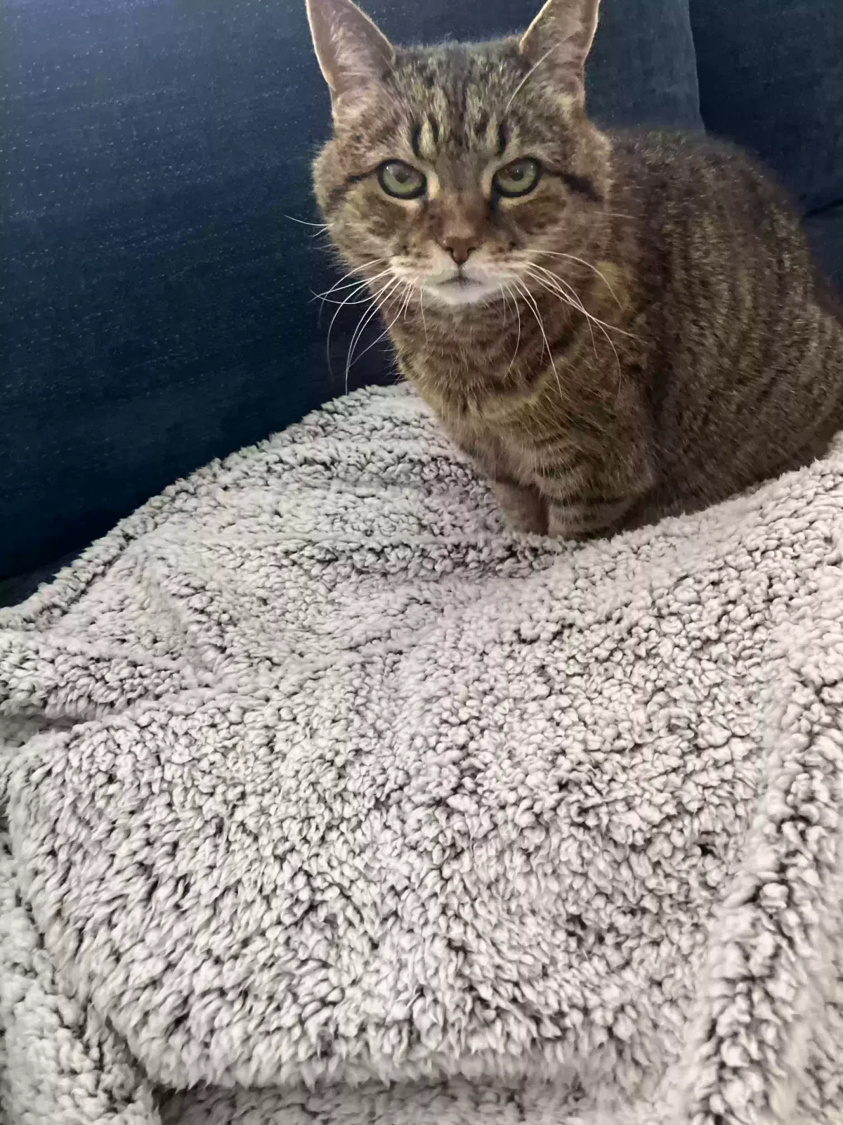 Lost cat in Lebanon, OH, 45036