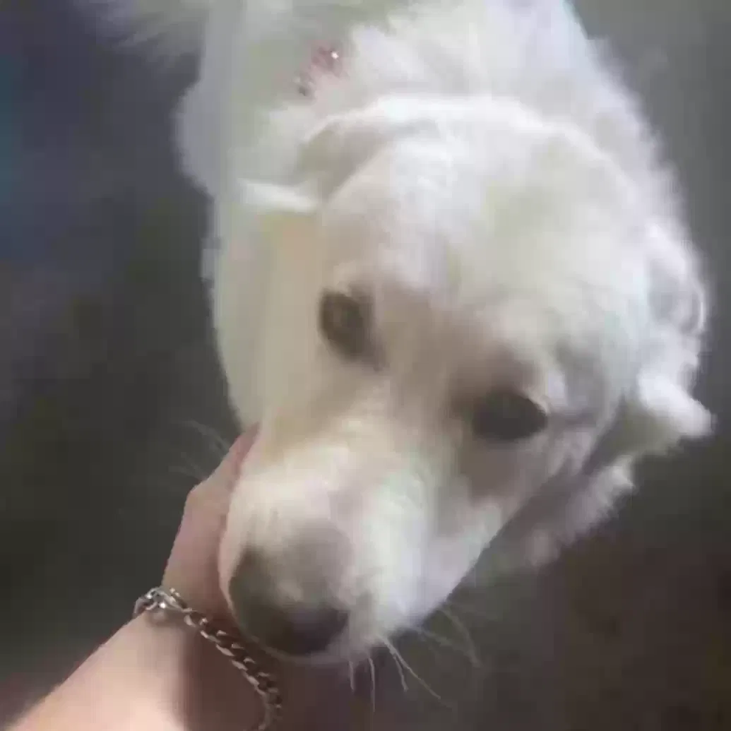 Lost dog in Ceres, CA, 95307