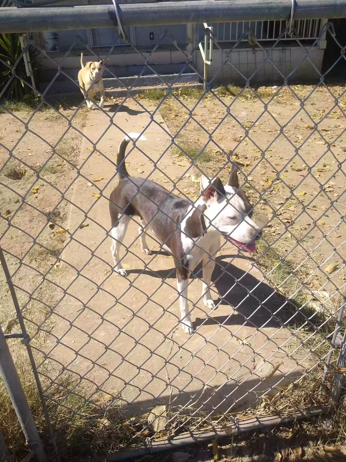 Lost dog in Bakersfield, CA, 93308
