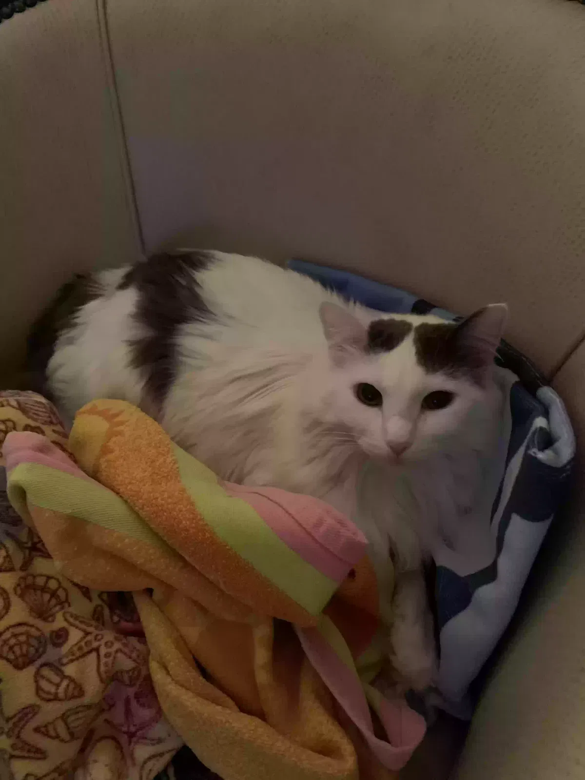 Lost cat in Dallas, TX, 75219
