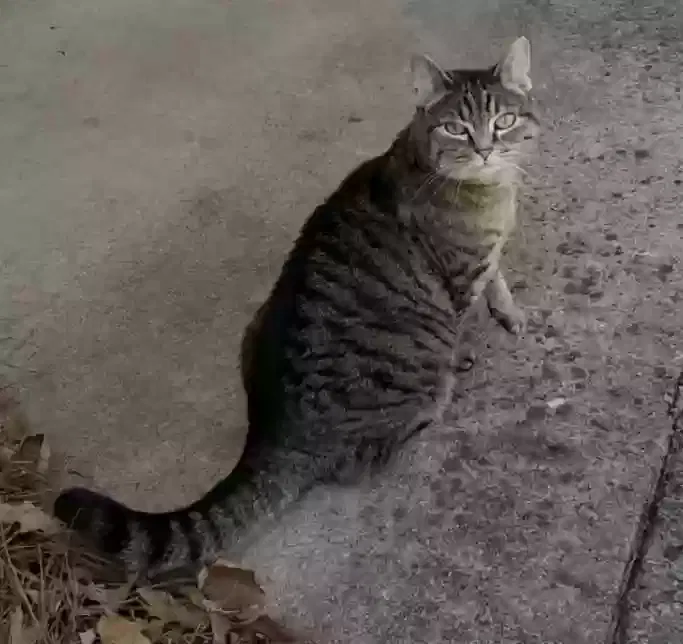 Lost cat in Winston Salem, NC, 27104