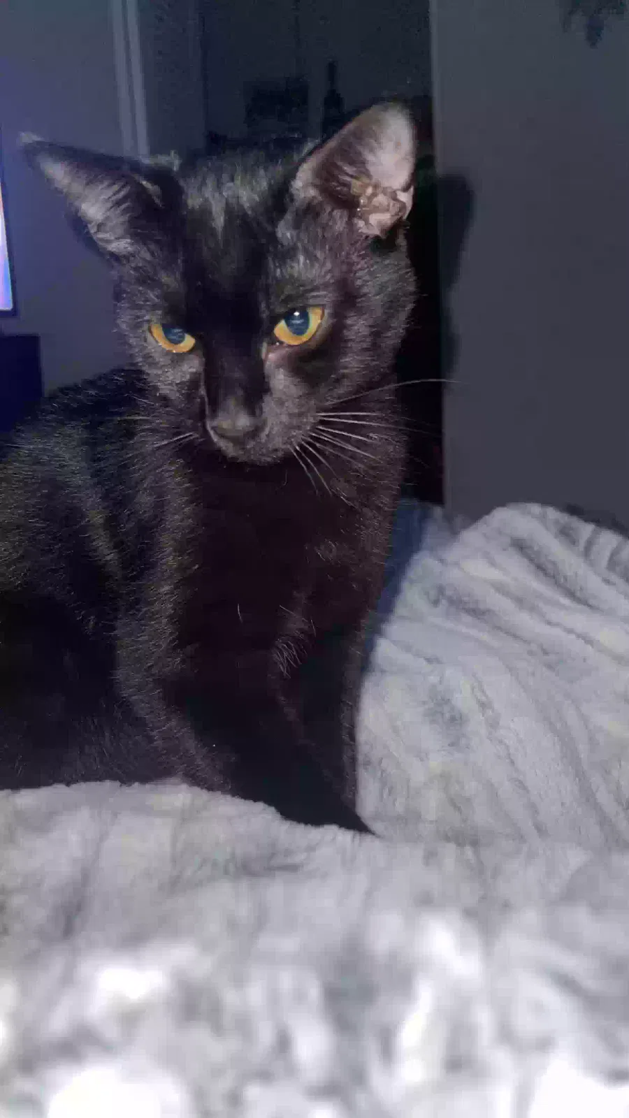 Lost cat in Sacramento, CA, 95842