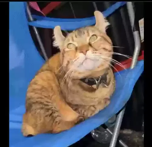 Lost cat in Laguna Niguel, CA, 92677