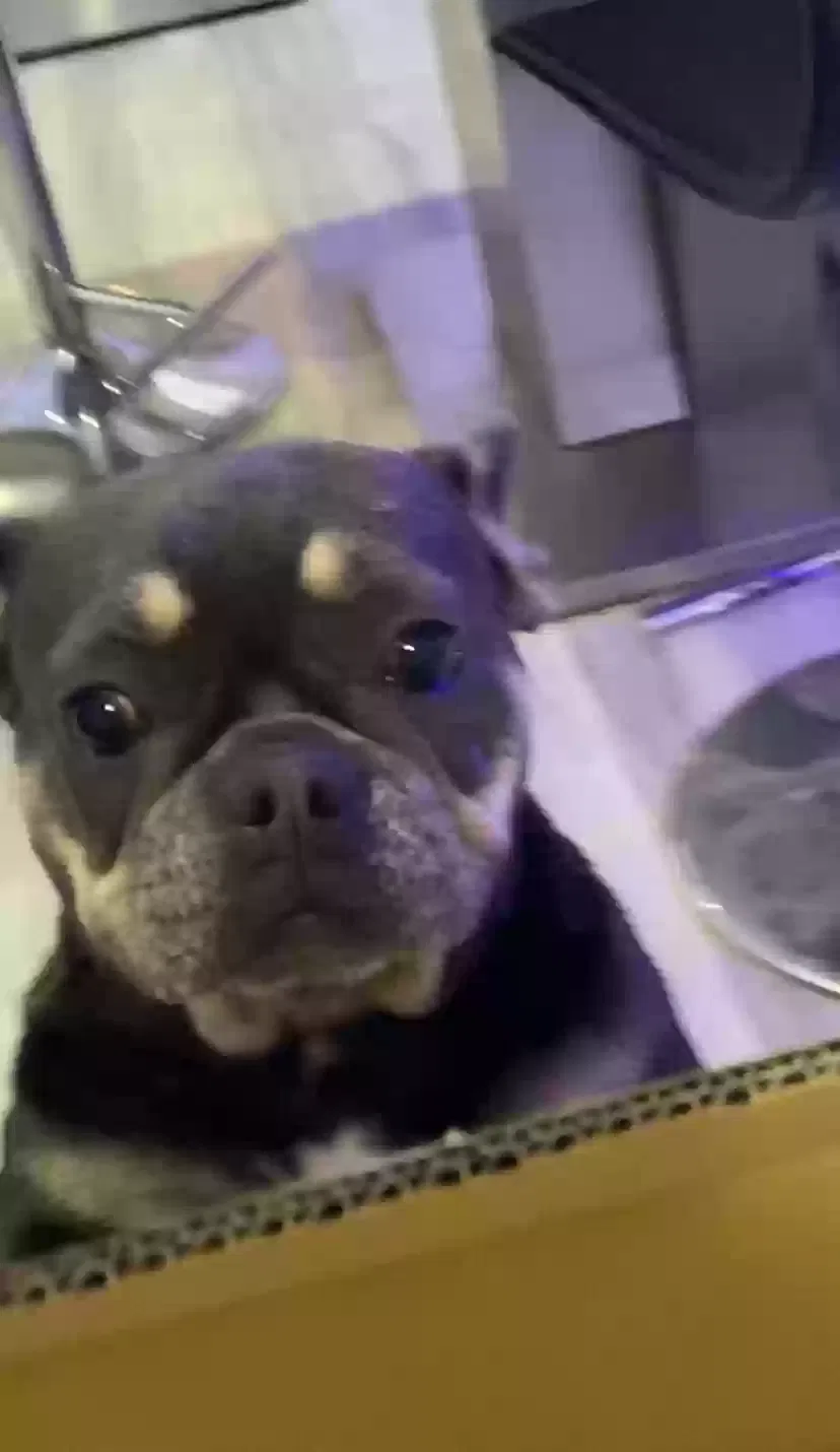 Lost dog in Miami, FL, 33167