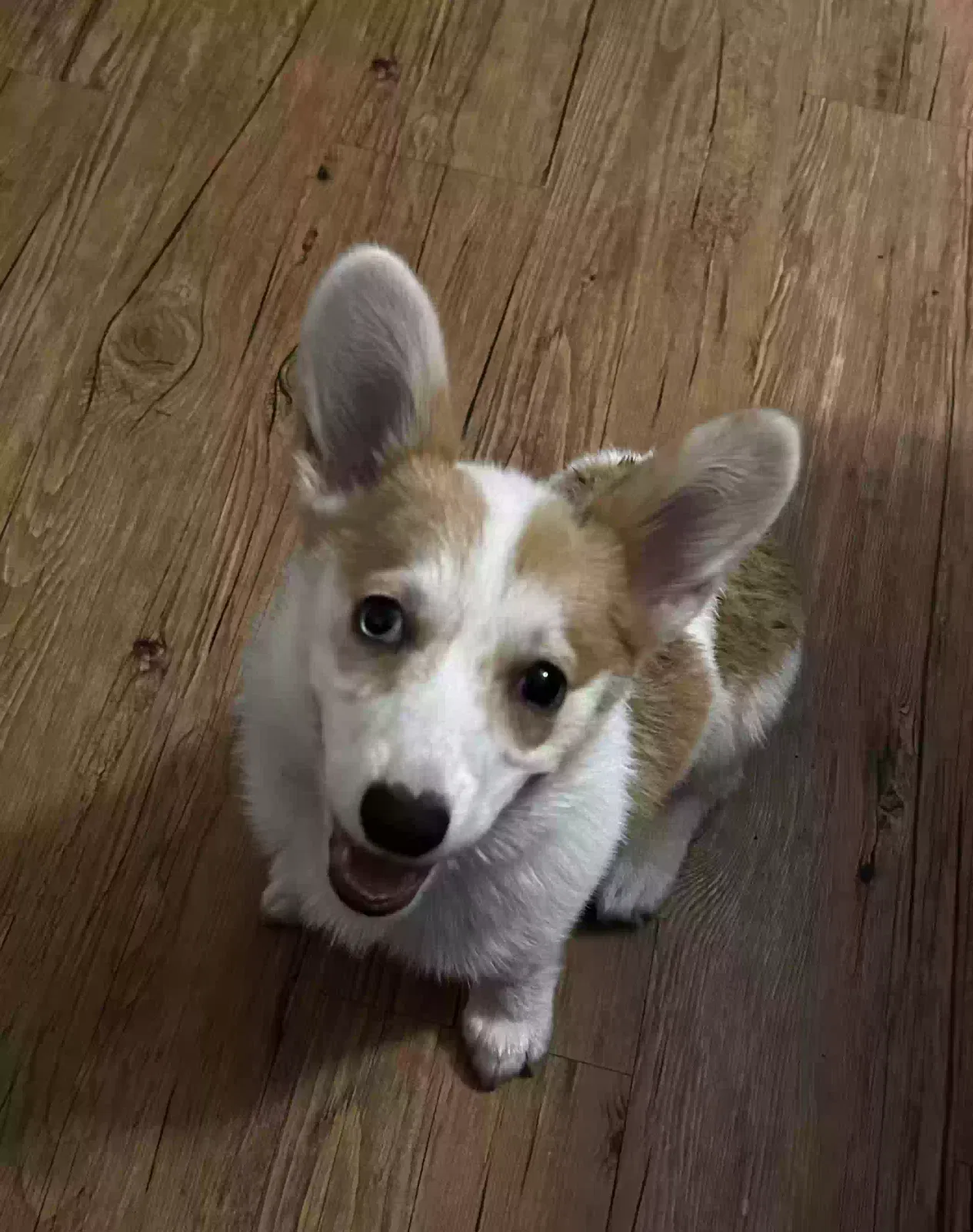 Lost dog in Lake Jackson, TX, 77566