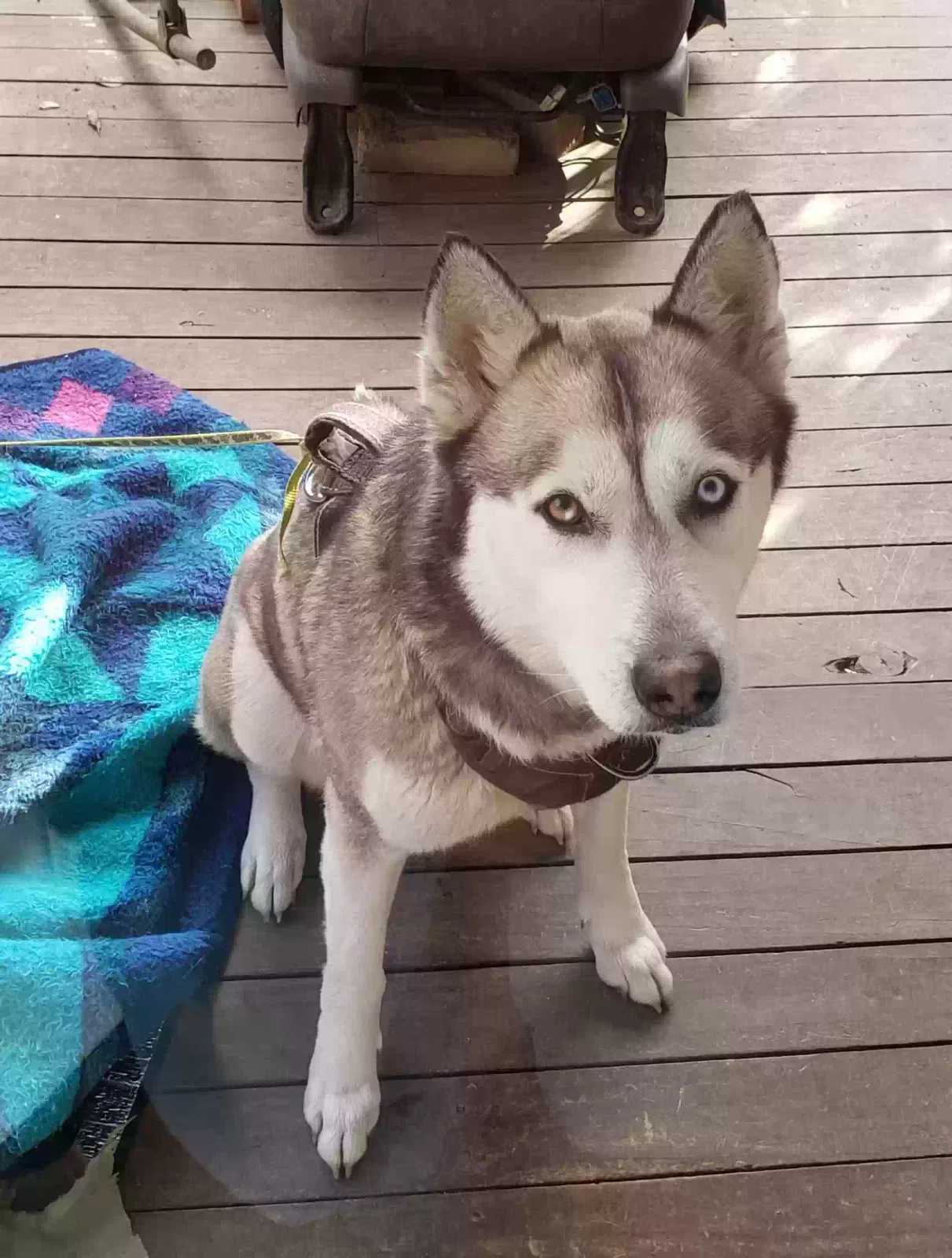 Found dog in Birmingham, AL, 35235