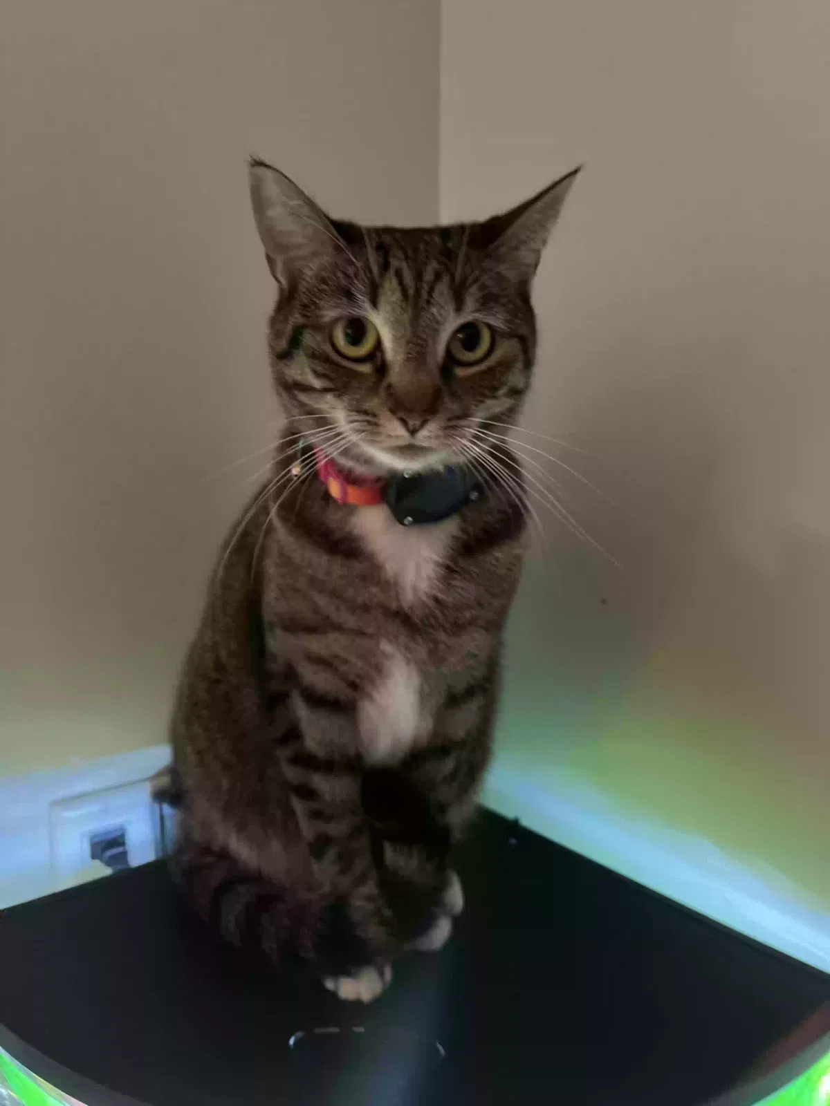 Lost cat in San Diego, CA, 92115