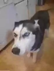 Lost dog in Stockton, CA, 95207