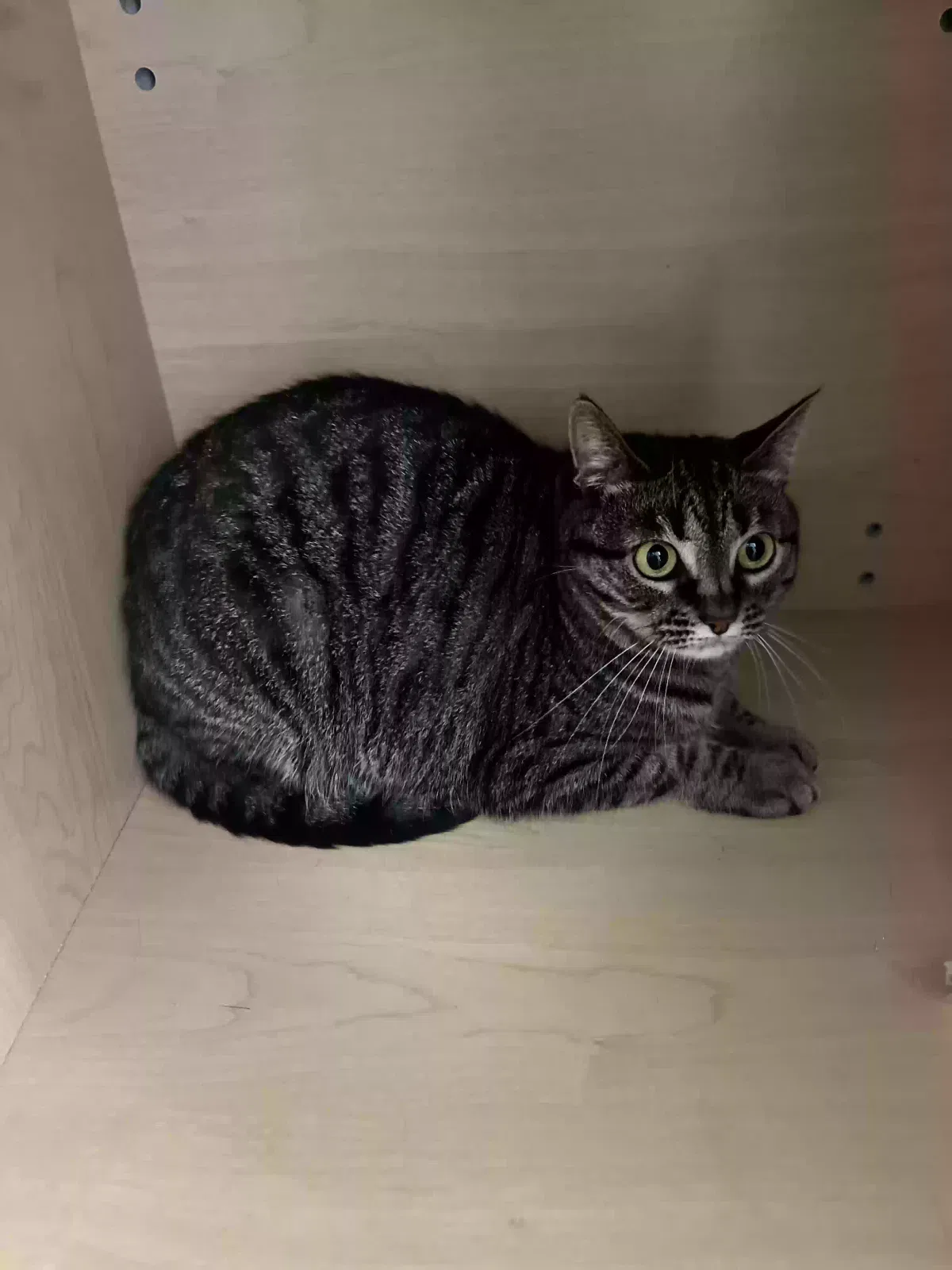 Lost cat in Leander, TX, 78641