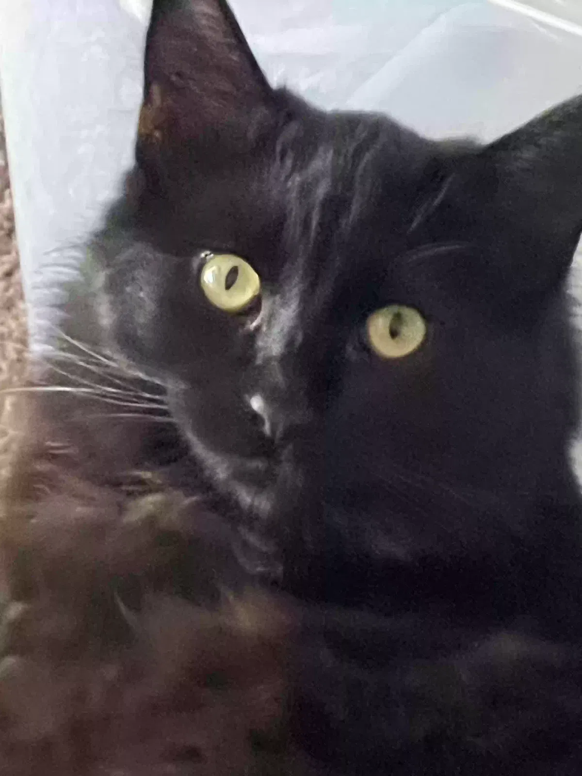 Lost cat in Lancaster, CA, 93534