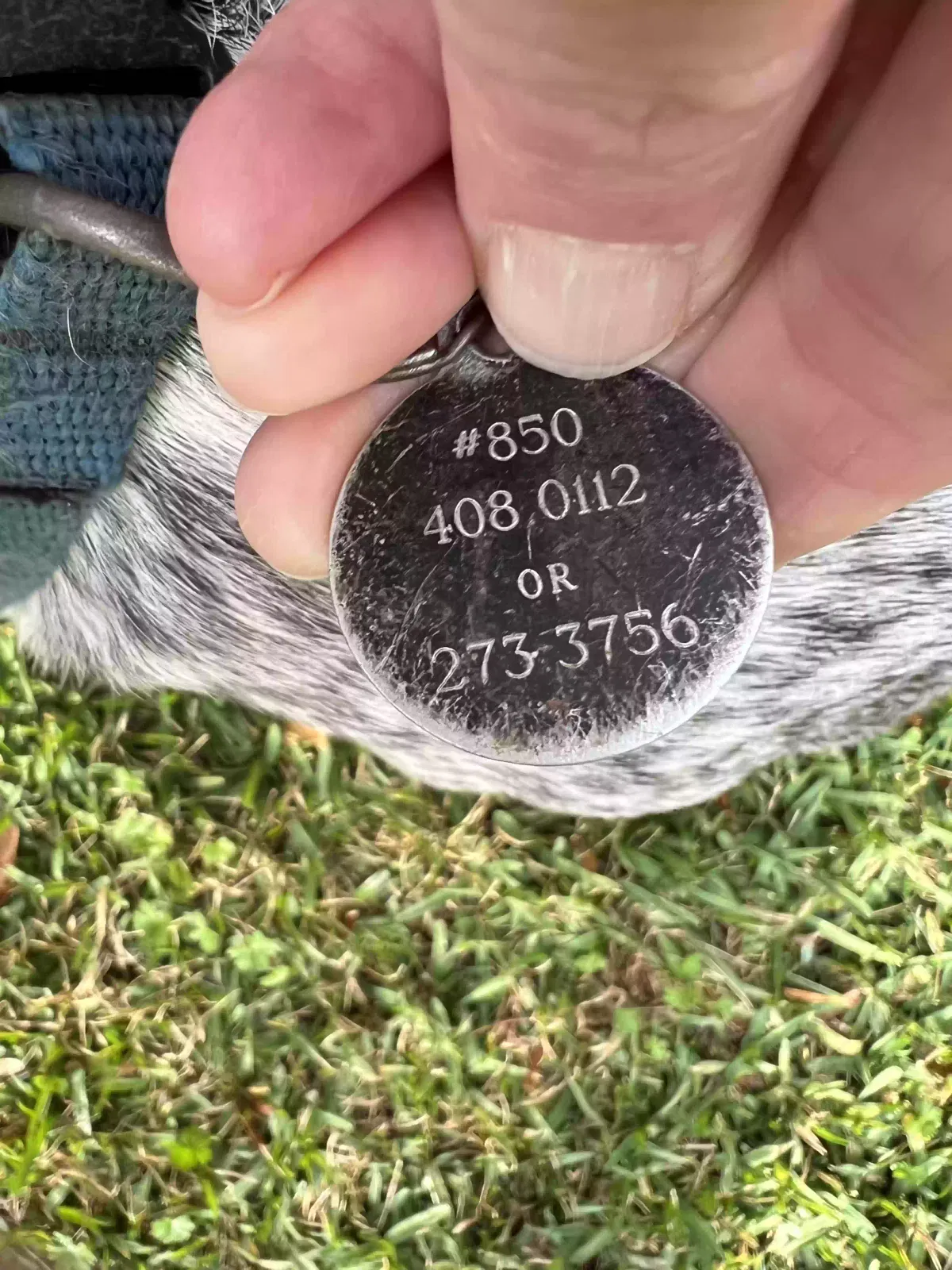 Found dog in Tallahassee, FL, 32303