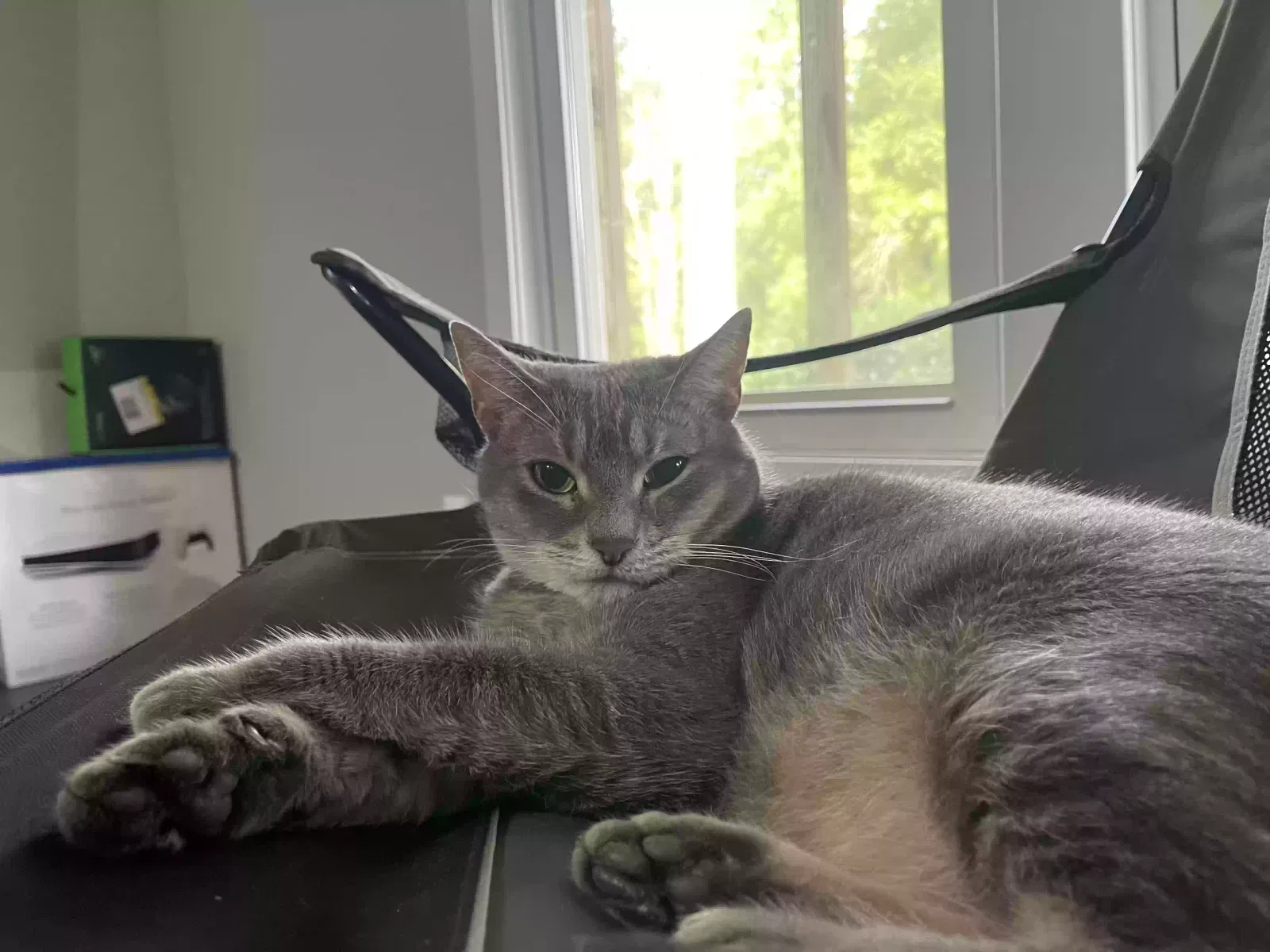 Lost cat in Leland, NC, 28451