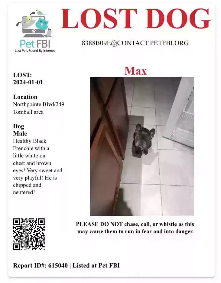 Lost dog in Tomball, TX, 77377