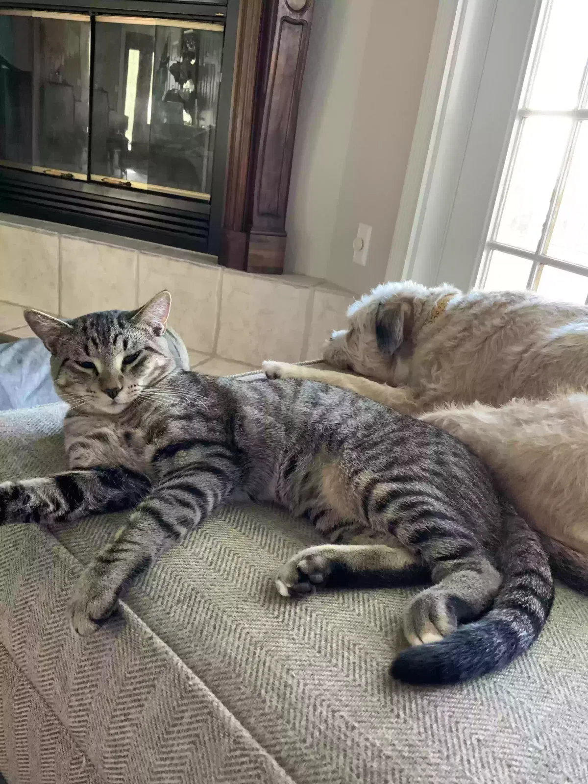 Lost cat in Beaumont, TX, 77706