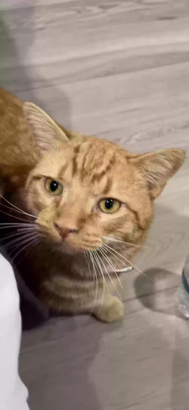 Lost cat in Norwalk, CA, 90650