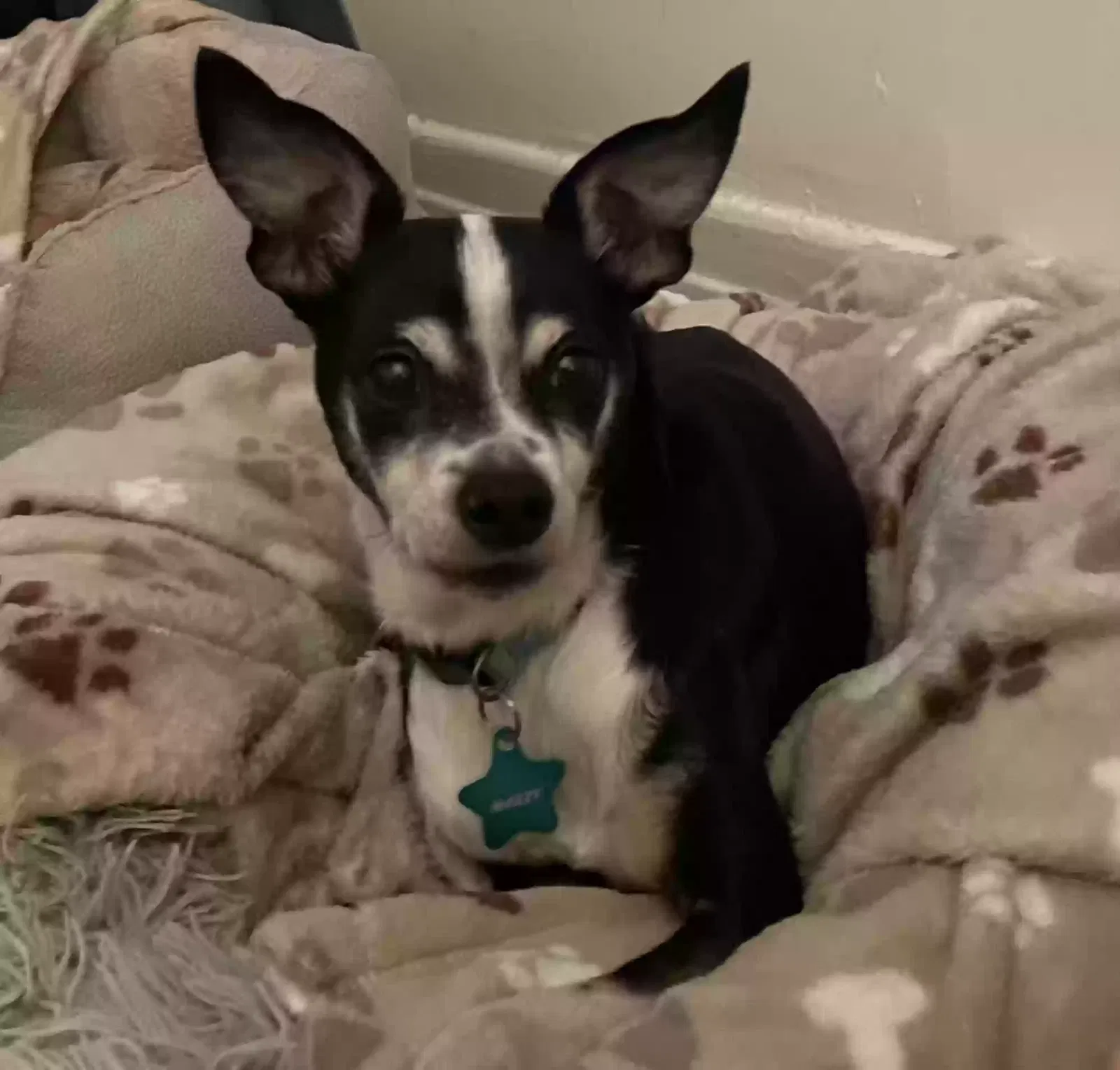 Lost dog in San Dimas, CA, 91773
