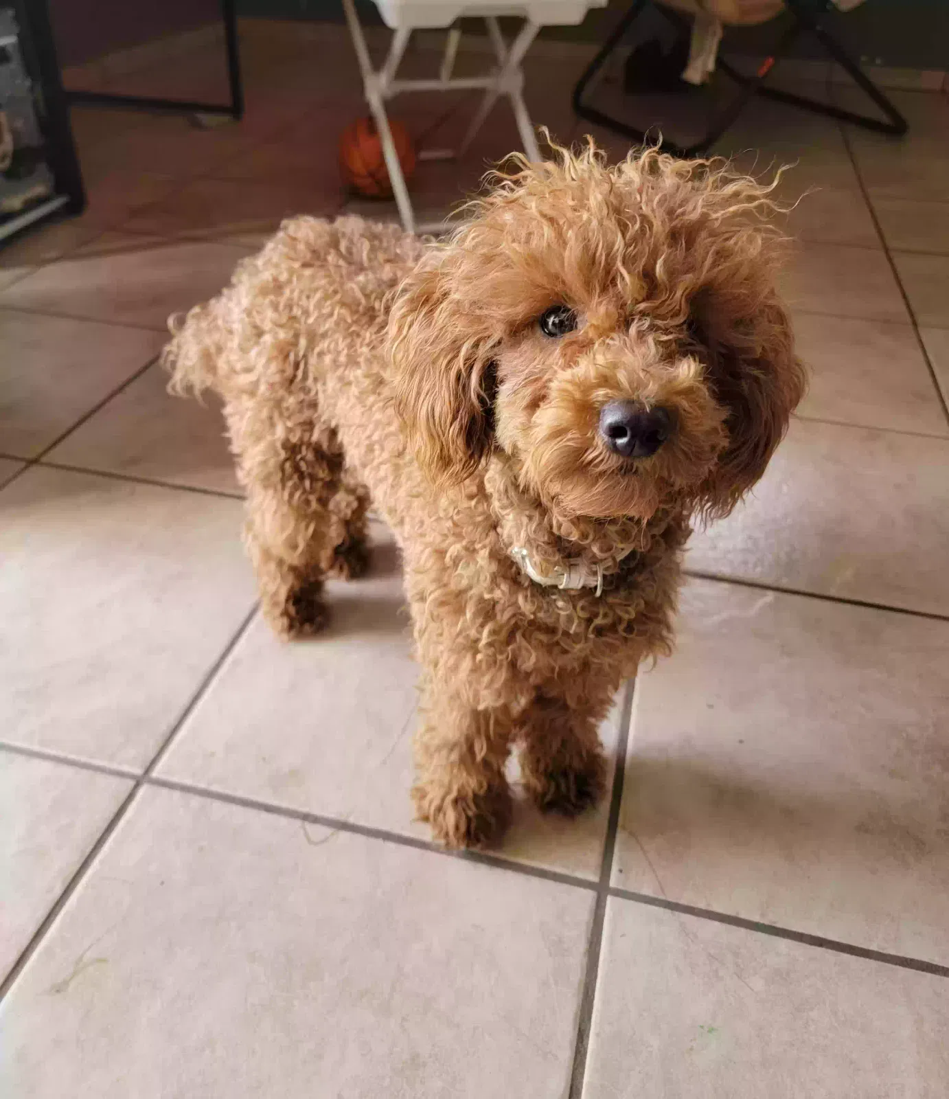 Lost dog in Rialto, CA, 92376