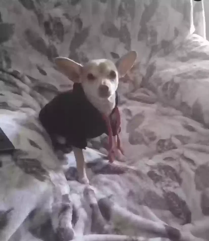 Lost dog in Anaheim, CA, 92802