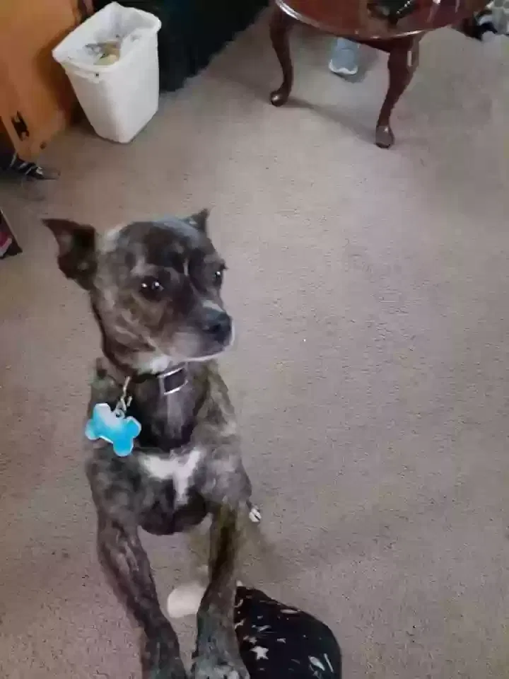 Lost dog in Waddell, AZ, 85355