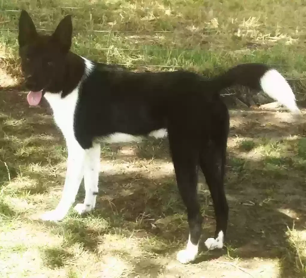 Lost dog in Amarillo, TX, 79118
