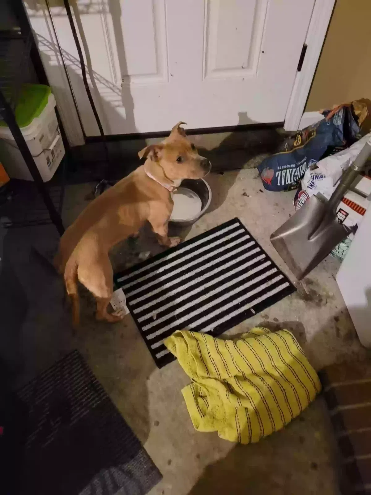 Found dog in Unknown, AR, 72405