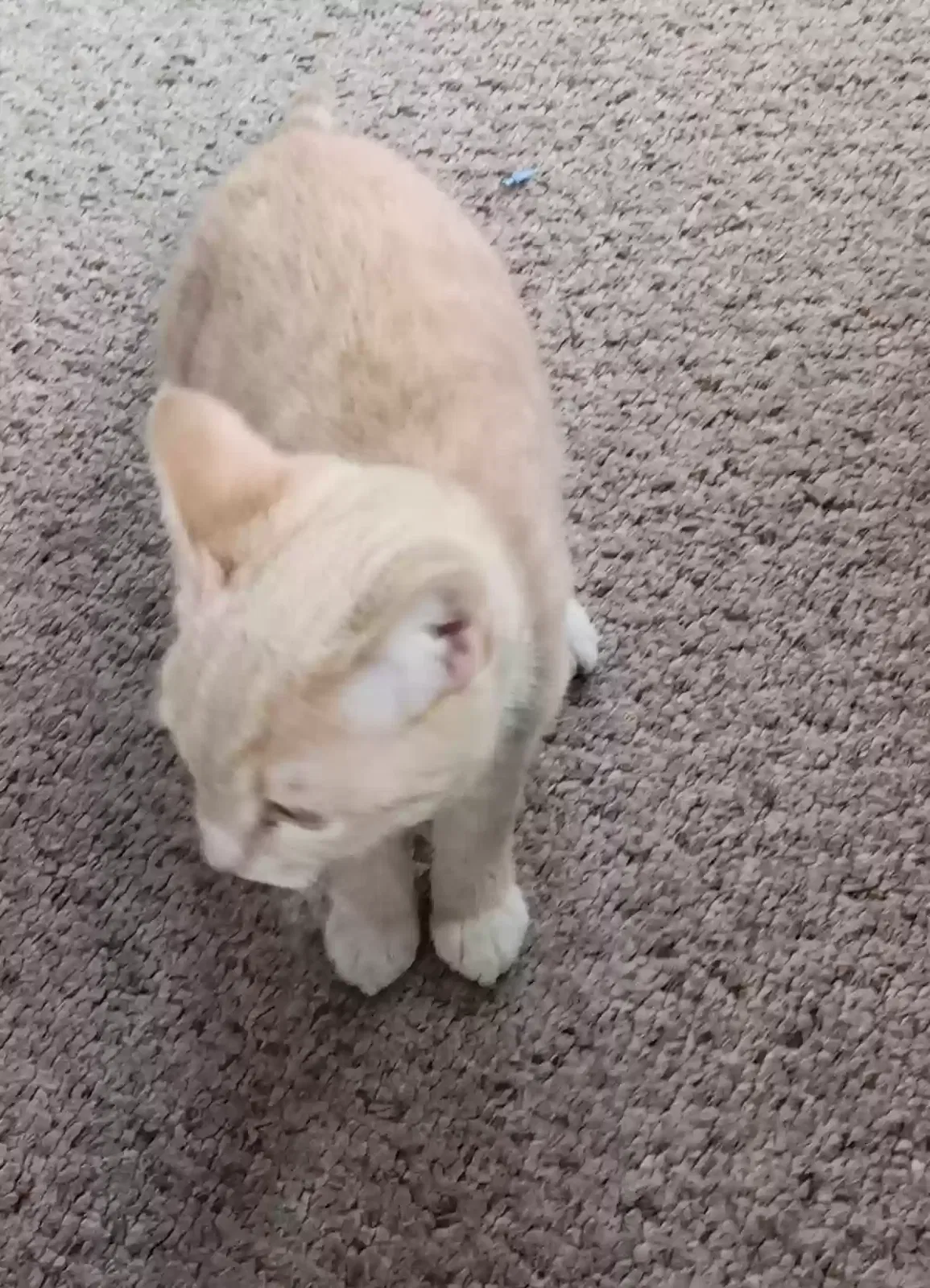 Found cat in Mount Laurel, NJ, 8054