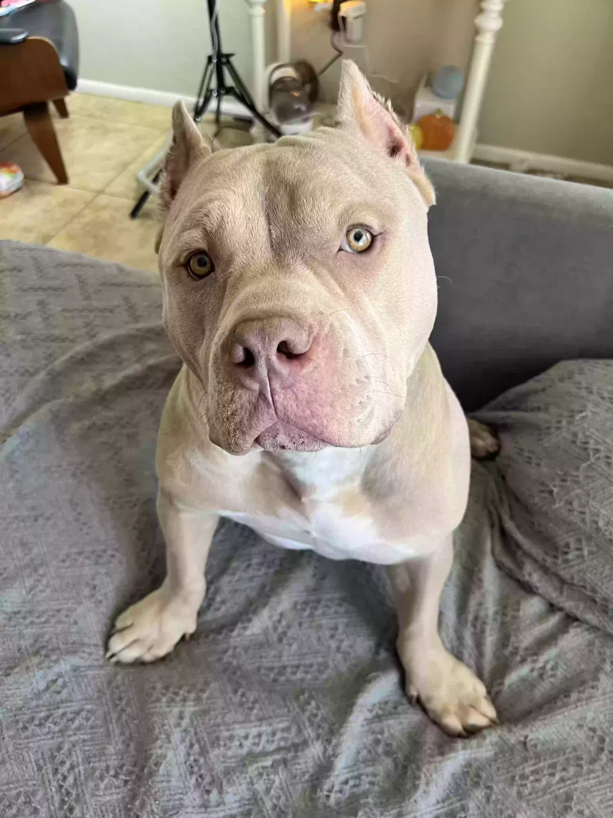Lost dog in Mesa, AZ, 85201