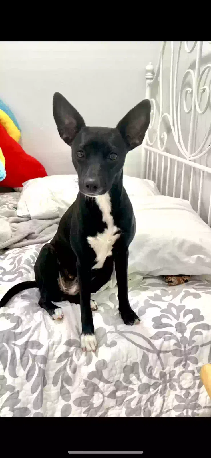 Lost dog in Phoenix, AZ, 85041