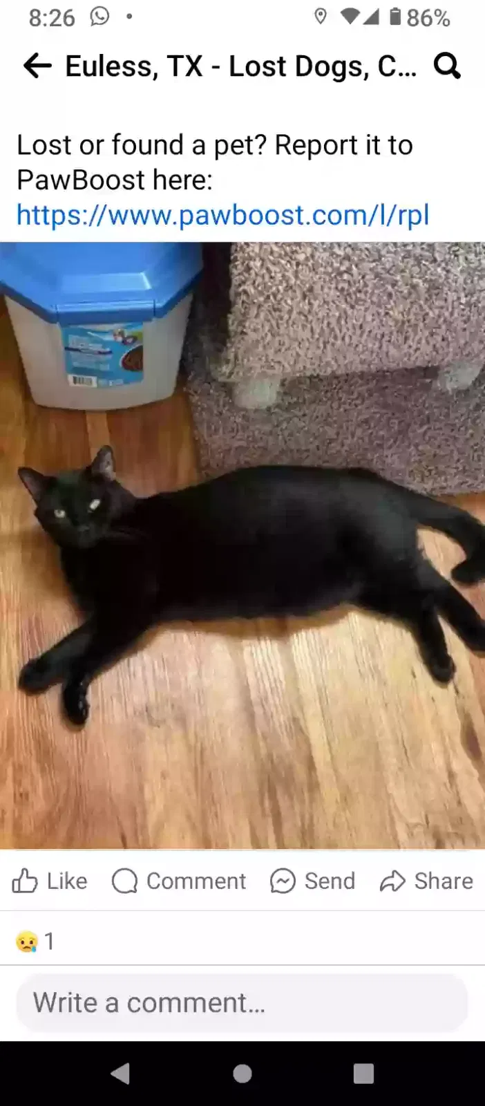 Lost cat in Irving, TX, 75038