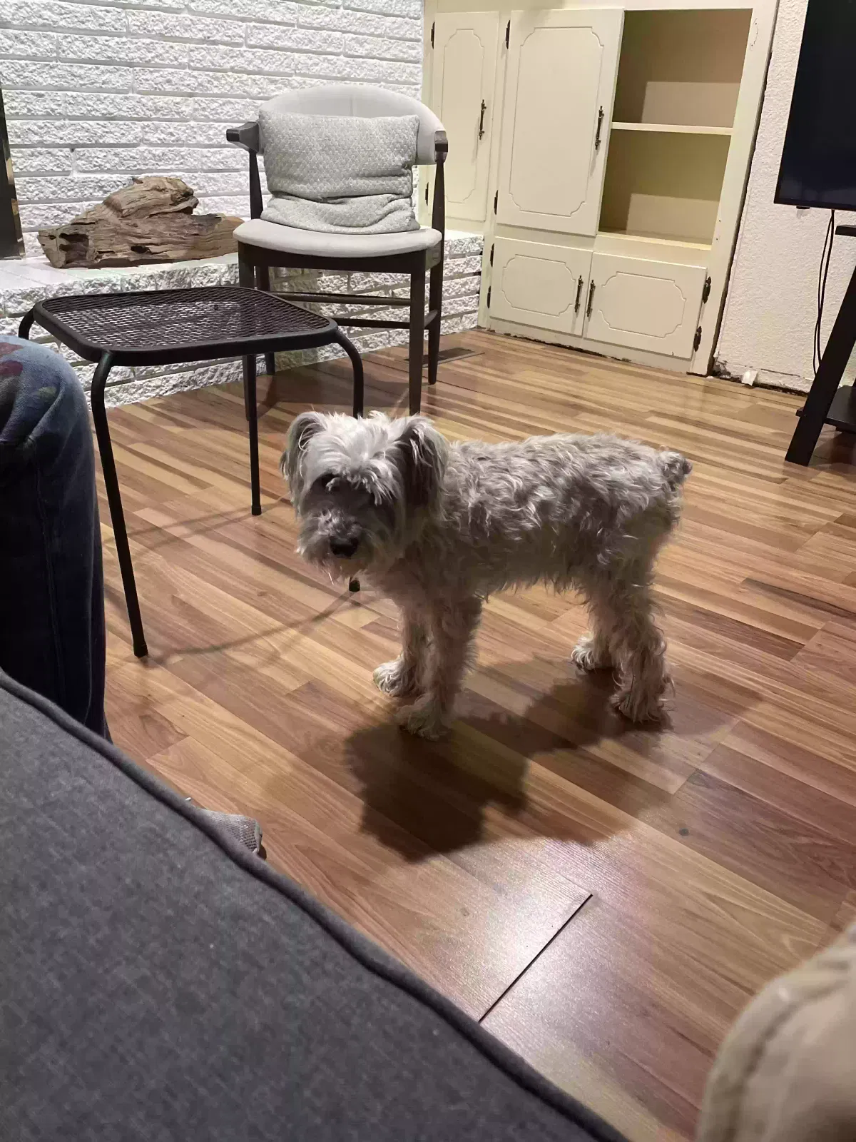 Lost dog in Tulsa, OK, 74128