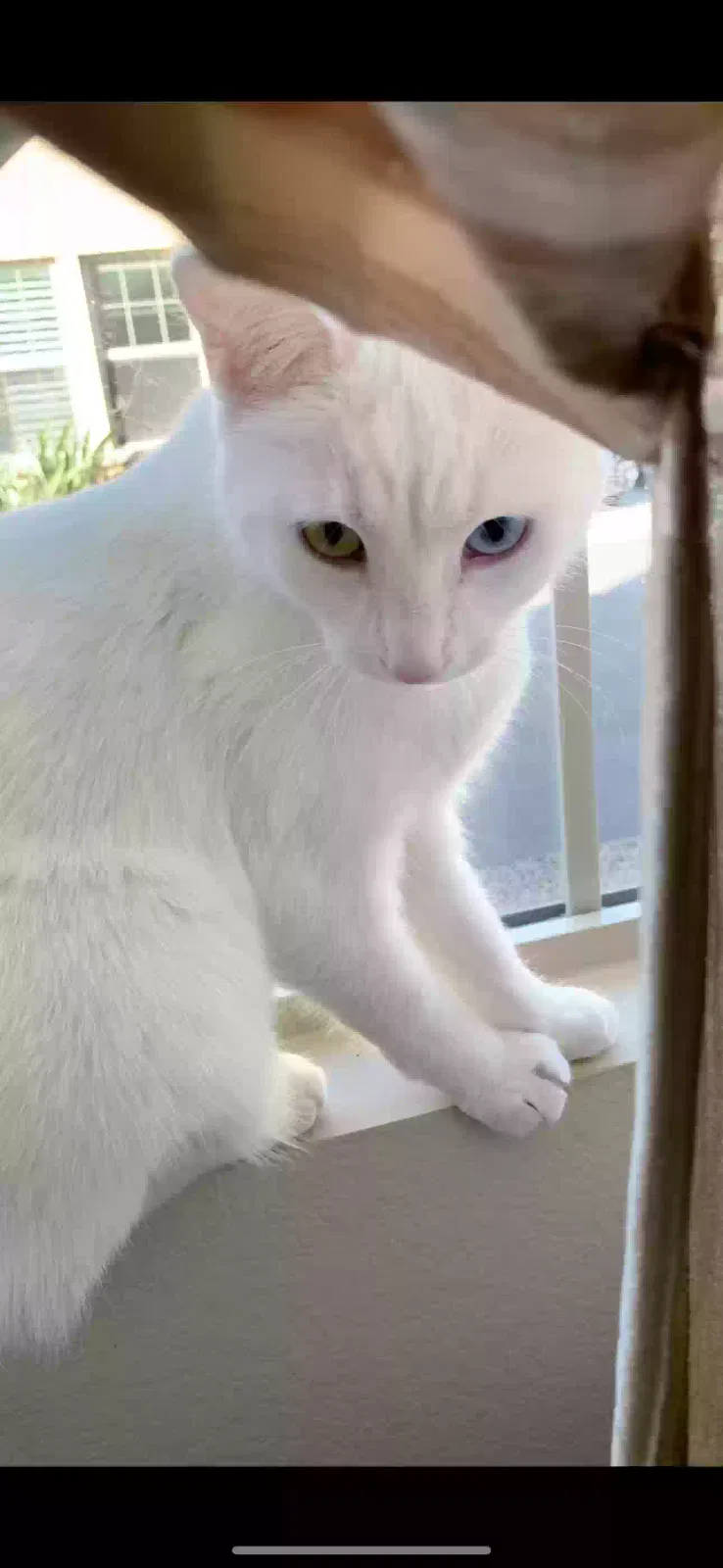Lost cat in Katy, TX, 77494