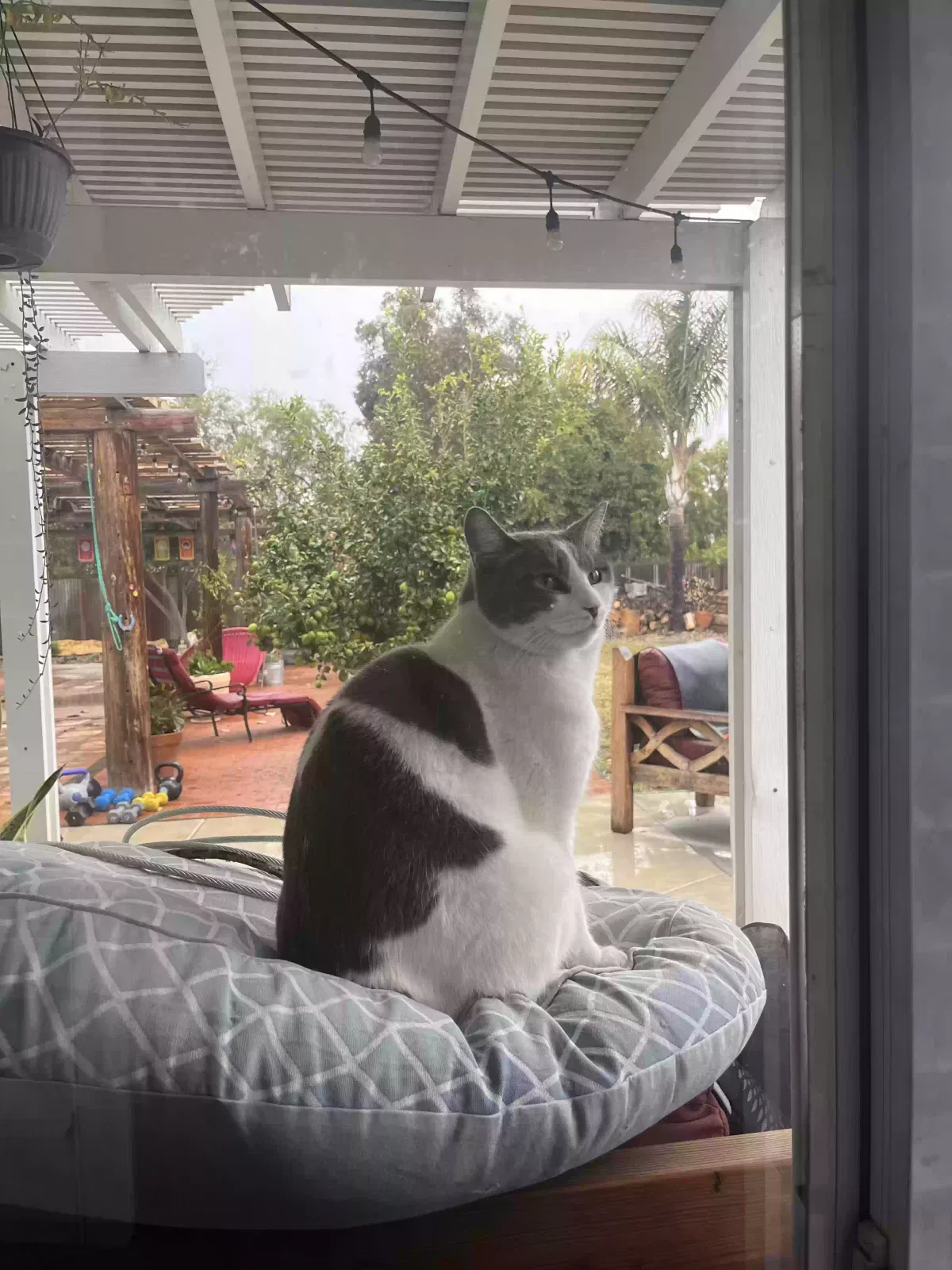 Lost cat in Oceanside, CA, 92058