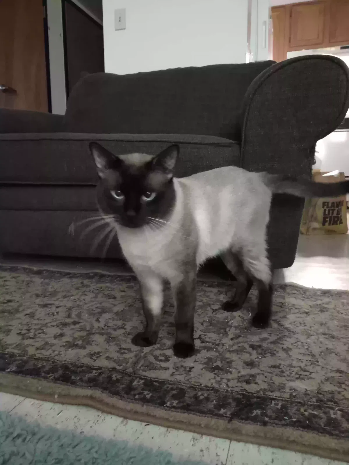 Lost cat in Norman, OK, 73072