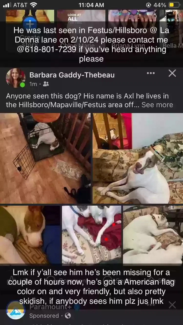Lost dog in Festus, MO, 63028