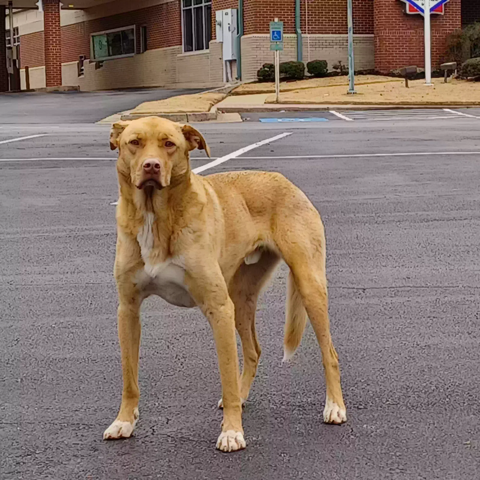 Found dog in Maumelle, AR, 72113