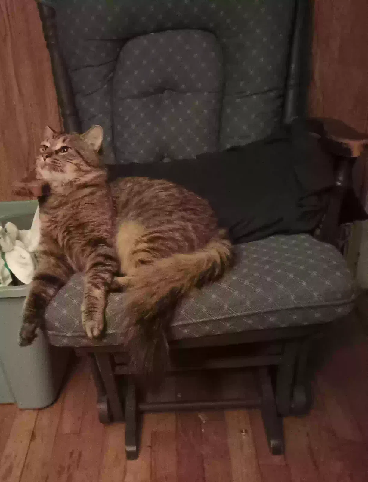 Lost cat in Flint, MI, 48505