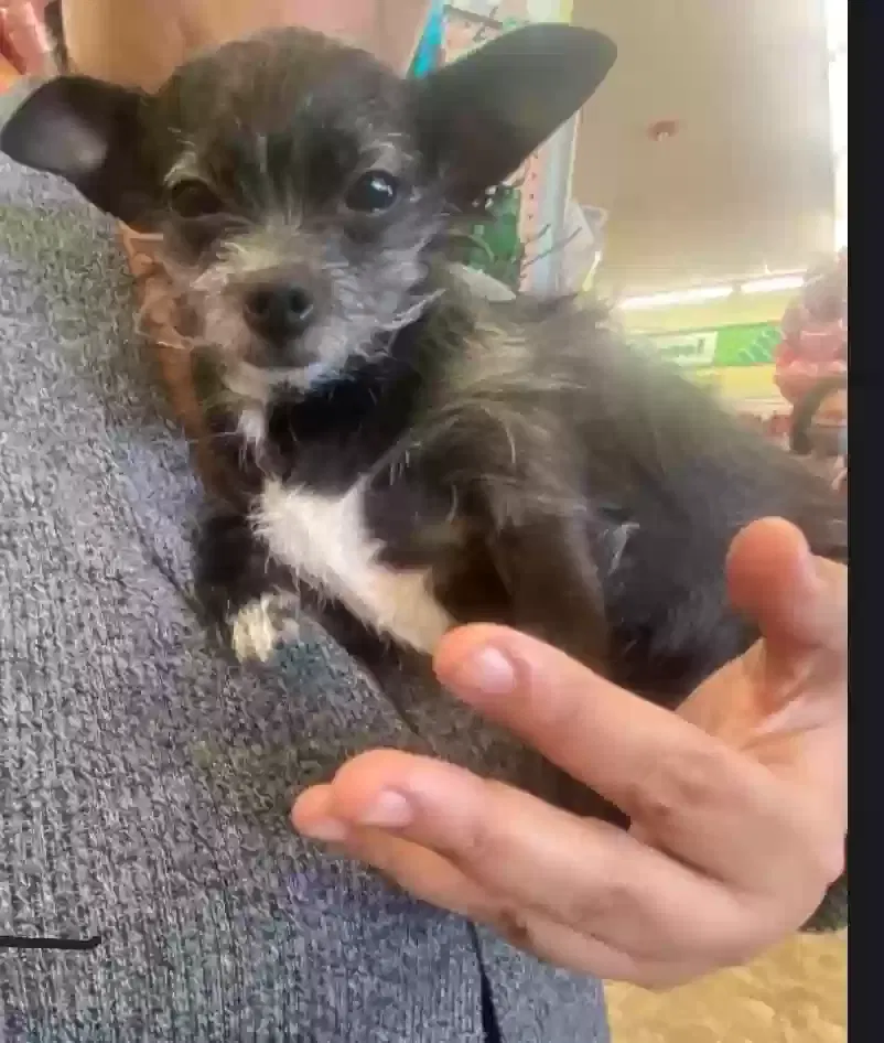 Lost dog in Paramount, CA, 90723