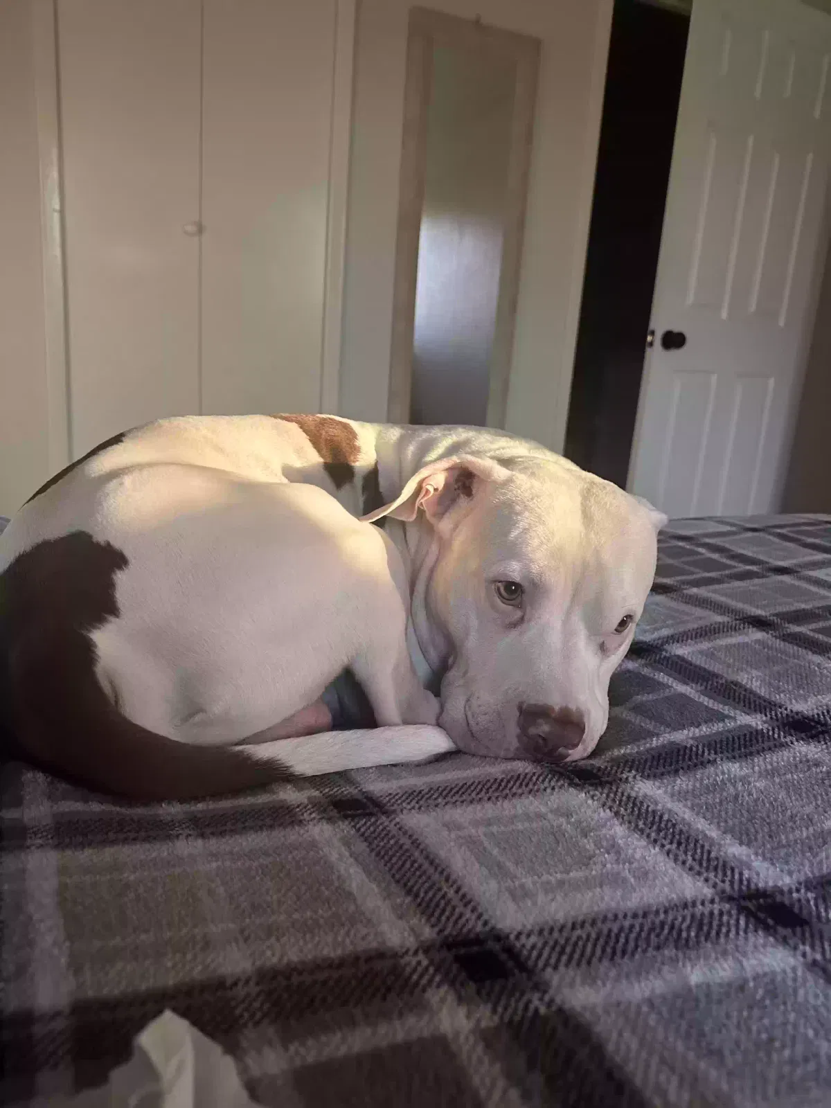 Lost dog in Arlington, TX, 76014